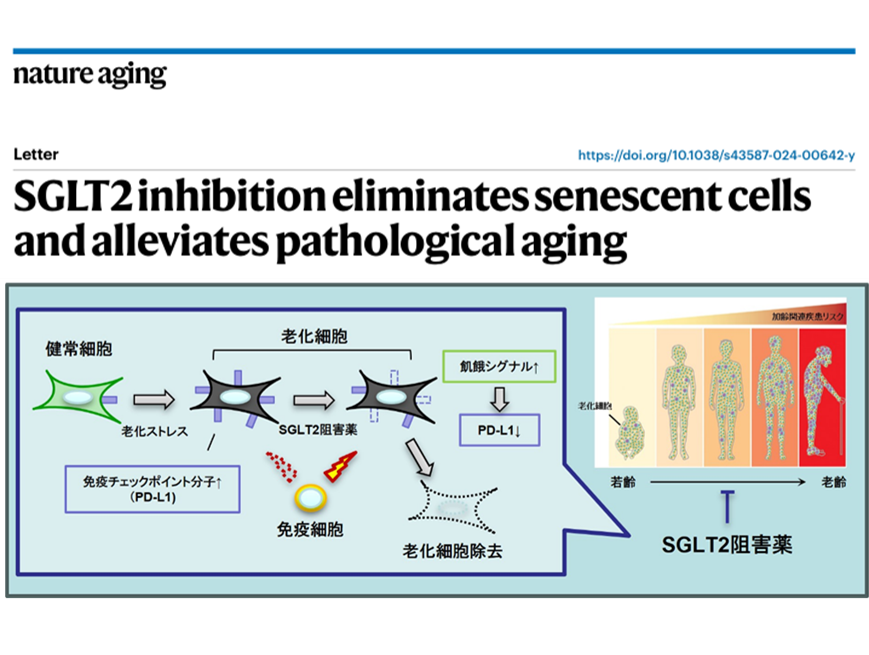 臨床応用可能な老化細胞除去薬の同定に成功した結果がNature Agingに掲載されプレスリリースされました！