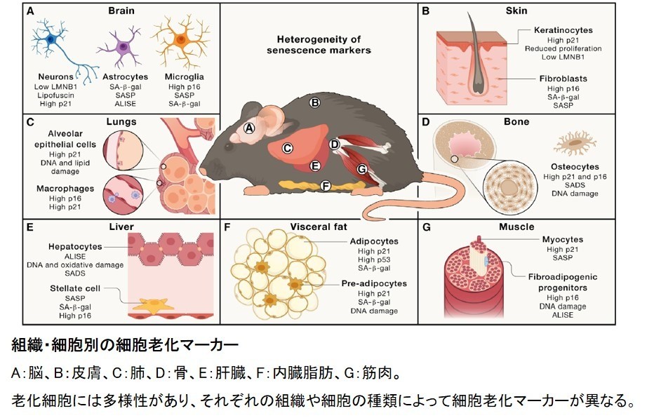 細胞老化研究のためのガイドラインがCell誌に掲載されプレリリースされました!