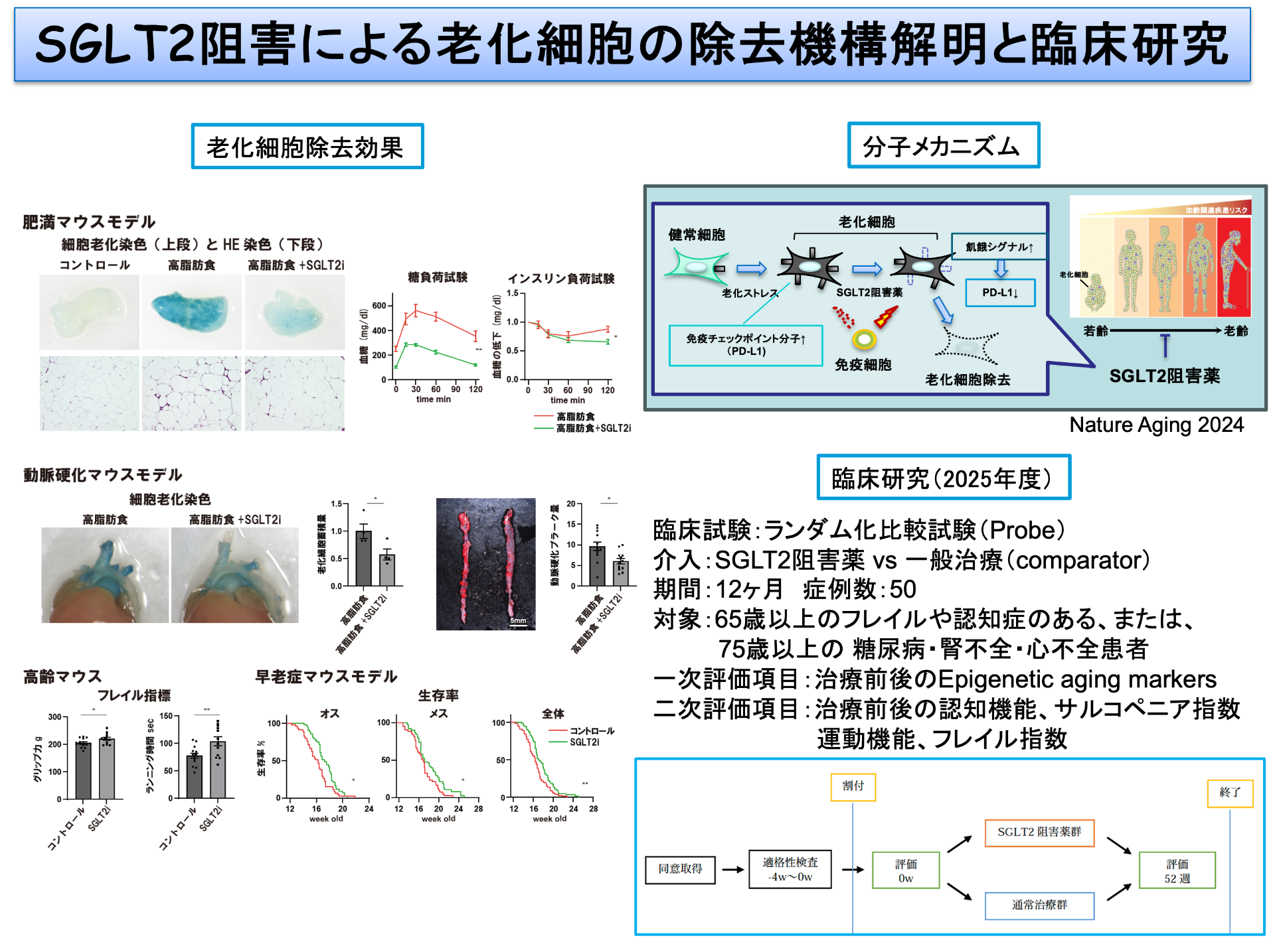 SGLT2阻害薬の抗老化効果臨床研究について